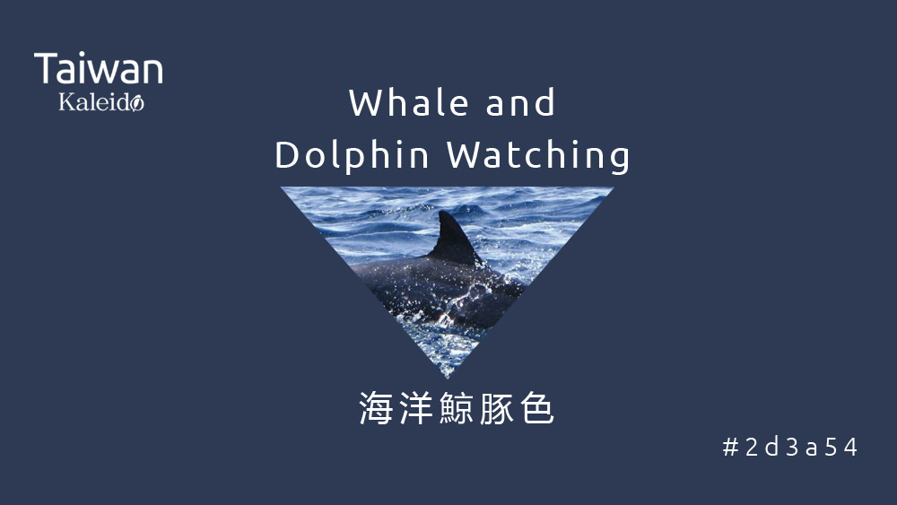 本週精選：海洋鯨豚色 Whale and Dolphin Watching #2d3a54